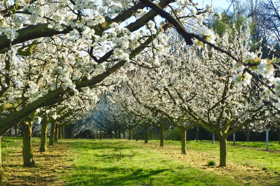 Blühende Obstbäume auf einer Wiese