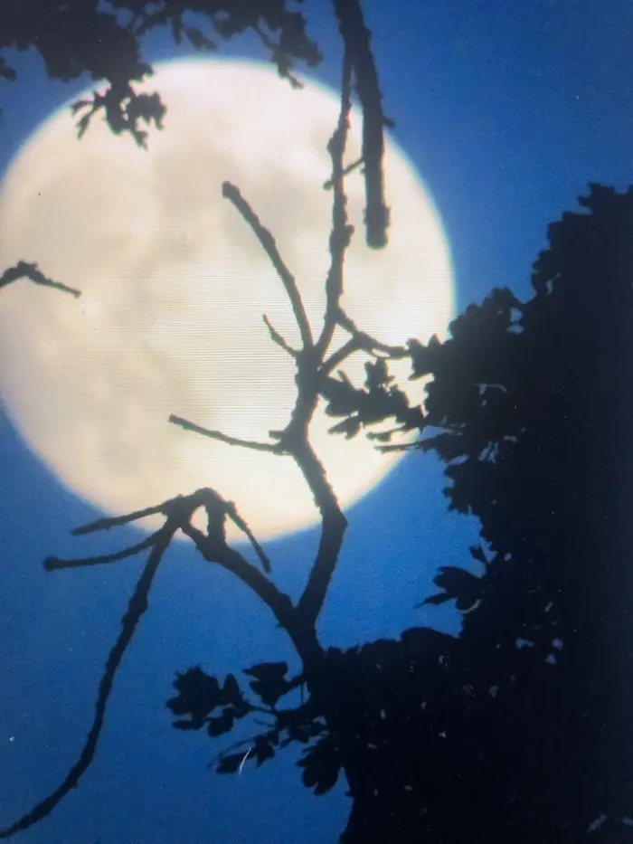 Vollmond hinter den Zweigen eines Baumes am Nachthimmel