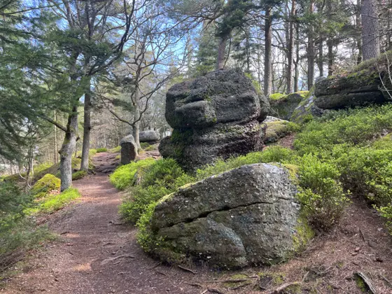 Waldweg mit Felsen am Odilienberg