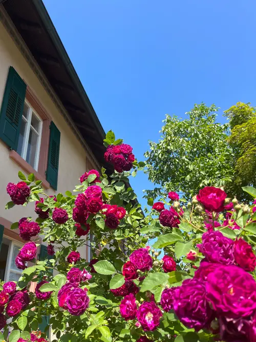 Rote Rosen am Haus vor blauem Himmel