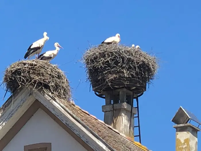 Zwei Storchennester mit Störchen auf einem Dach vor blauem Himmel